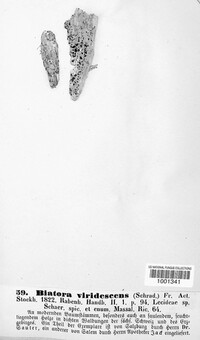 Trapeliopsis viridescens image